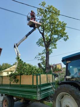 posek lipe Stara Sušica (3)